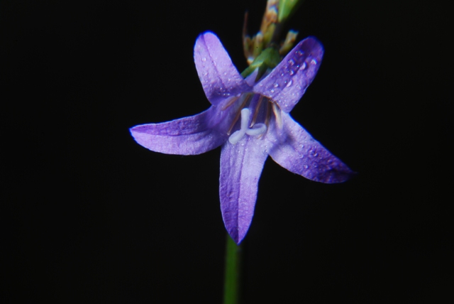 Campanula rapunculus